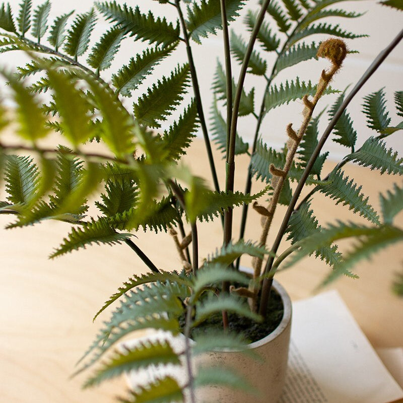 Potted fern plant on a wooden surface with an open book