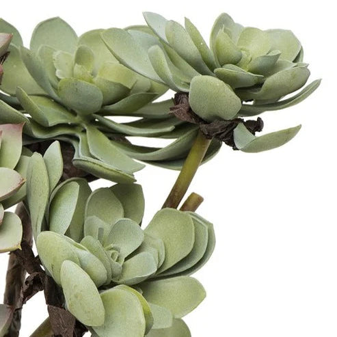 Close-up of green succulent plants on a white background