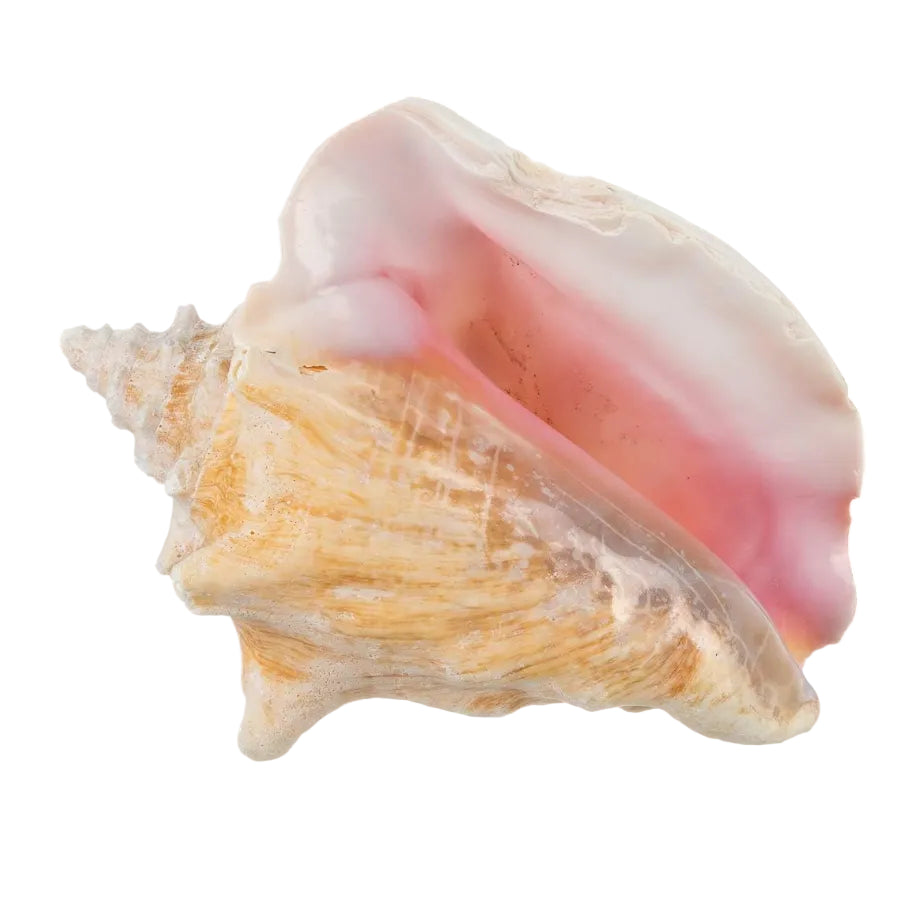 Close-up of a large shell with pink interior on a white background