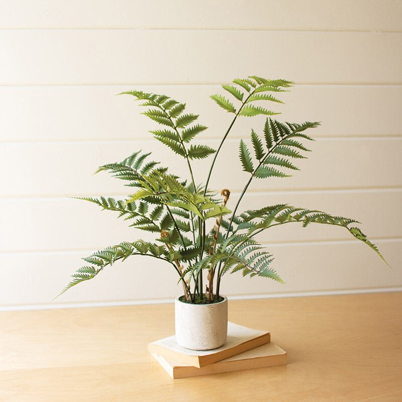 Potted fern plant on a wooden surface with a light background
