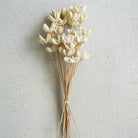 Bouquet of dried white flowers on a textured light gray background